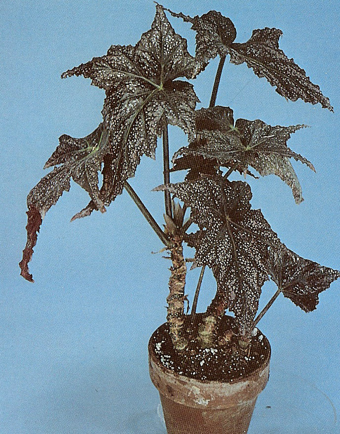 B. ‘Jean Herr’